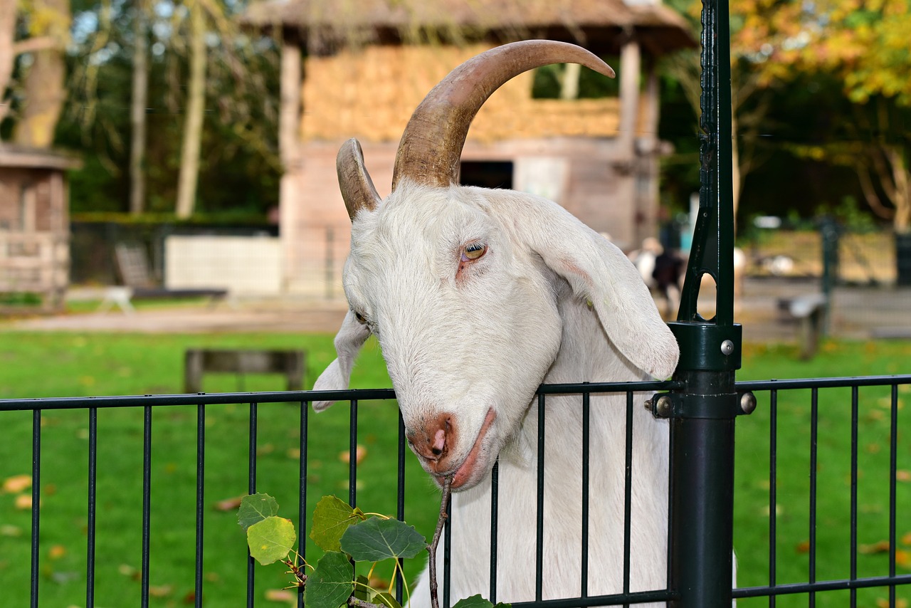 Wie lang muss die Leine sein, damit die Ziege genau die Hälfte der Wiesenfäche abgrast? /opajupp/angeleinte-ziege-grast-auf-kreisrunder-wiese/goat-g24ba55c86_1280.jpg