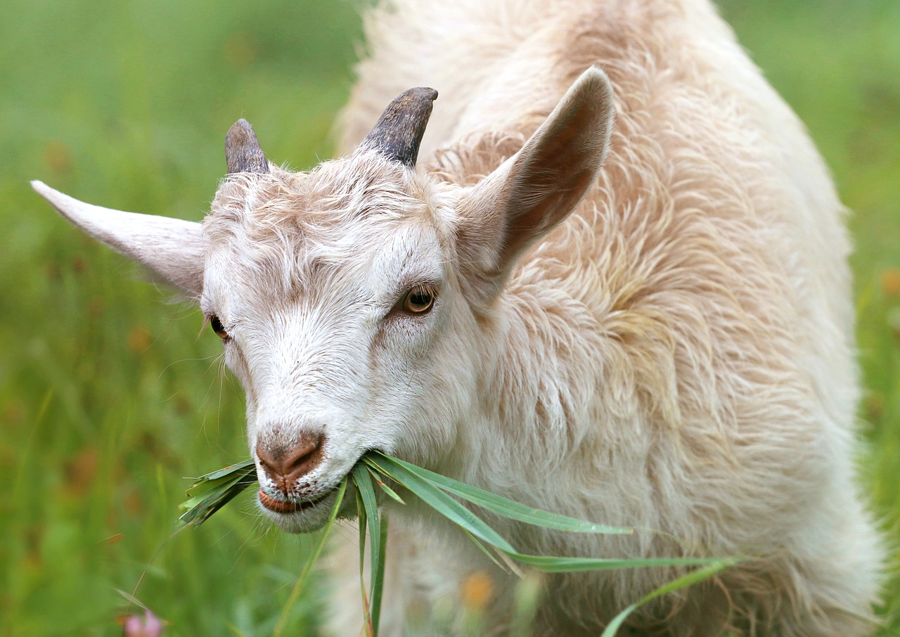 Wie groß ist das Flächenstück der Wiese, das von der Ziege um den Zaun herum abgegrast werden kann? /opajupp/angeleinte-ziege-grast-um-kreisrunden-zaun/goat-gcd7fd41e9_1280.jpg