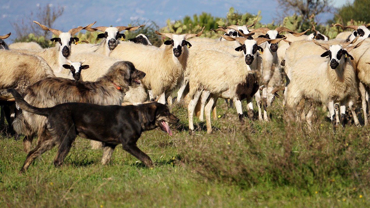 Wie weit ist der Hund gelaufen? /opajupp/die-schafherde-und-der-schaeferhund/sheep-g9cec197fe_1280.jpg