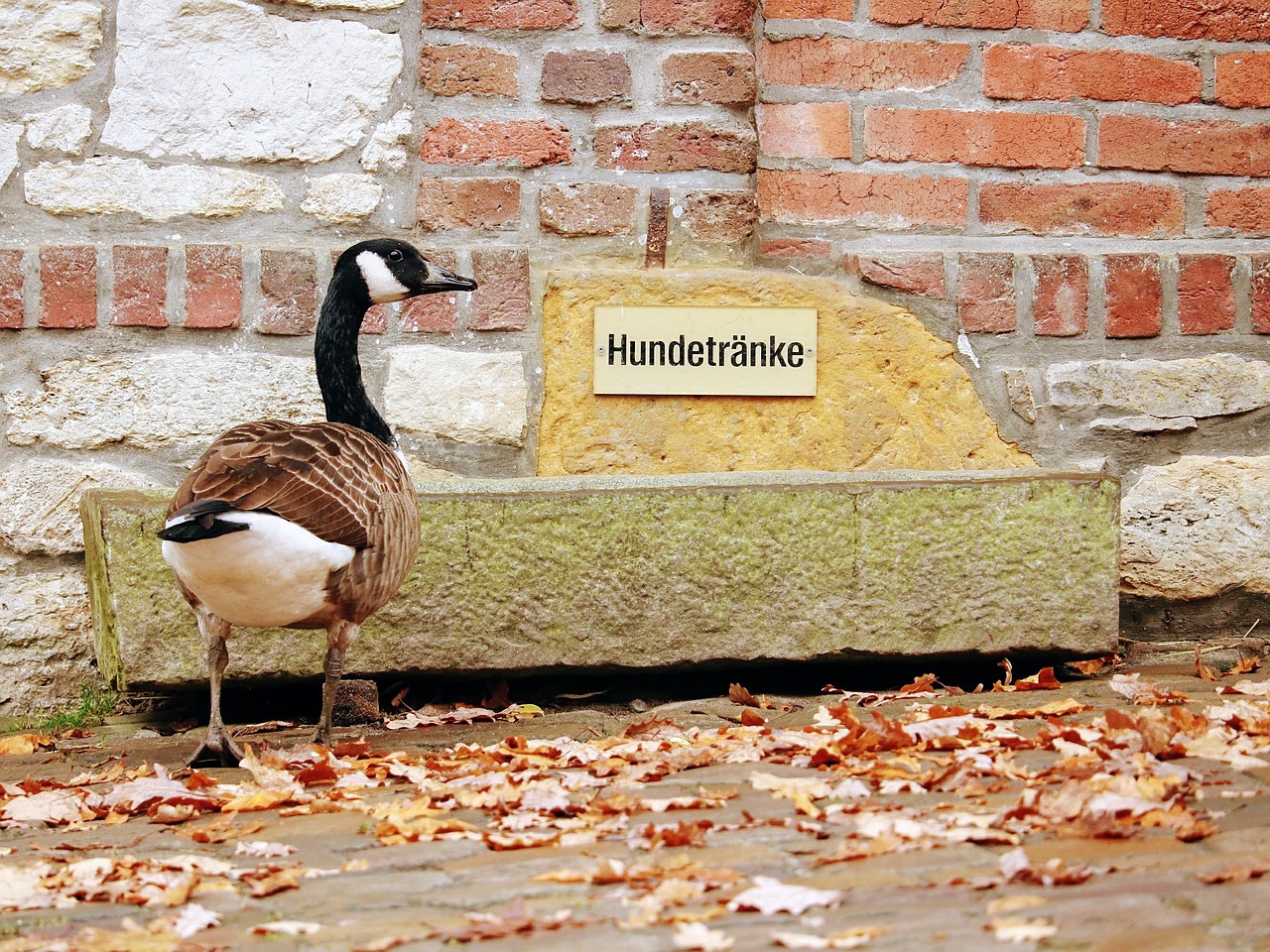 Wie schwer sind die Tiere einzeln und zusammengenommen? /opajupp/wie-schwer-sind-hund-katze-und-ente/featured-image.jpg