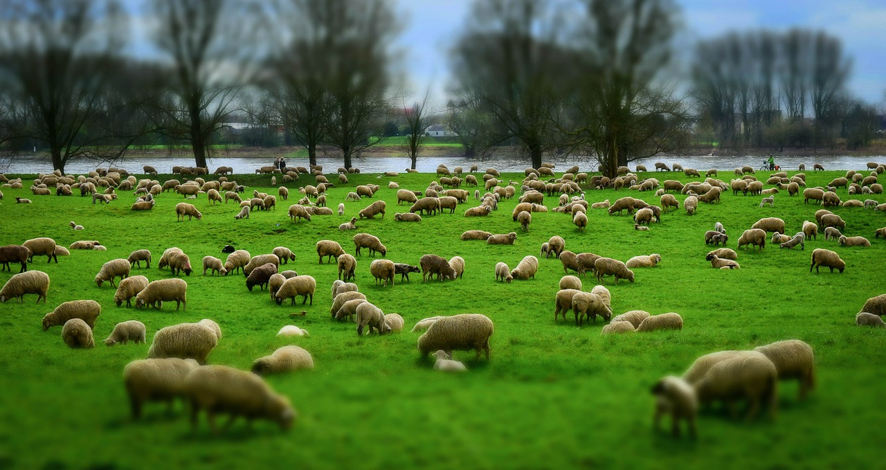 Aus wie vielen Schafen bestand die Herde? /opajupp/wieviele-schafe-sind-in-der-herde/sheep-g2f2d527cf_1280.jpg